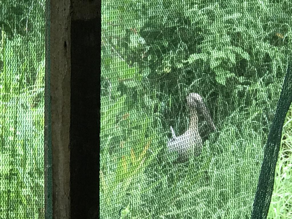 Mount Nature Villa Hikkaduwa Rom bilde